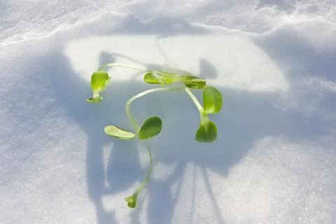 In sun beams. Impossible - it is possible Stock Photos