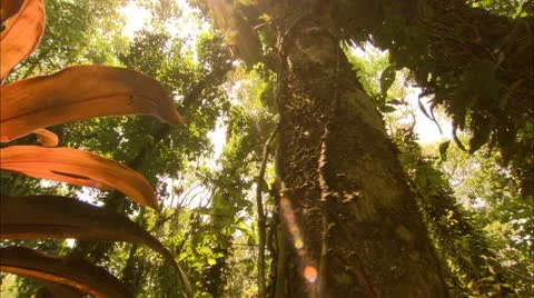 Sun Beams on a Large Red Plant, Tijuca Brazil HD Video Stock Footage 22148203