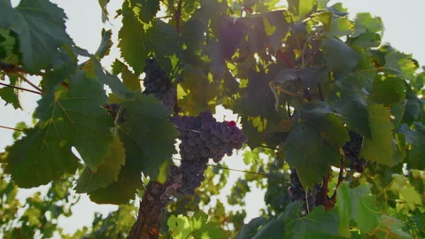 Sun Beams Lighting The Grape Stock Footage 288506896