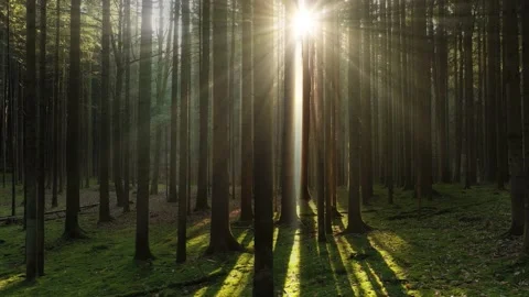 Sun beams in magic mossy wood landscape 2 Stock Footage 228084679