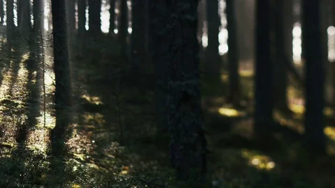 Sun beams pass through the trunks and brunches of trees. Video stock 69860005