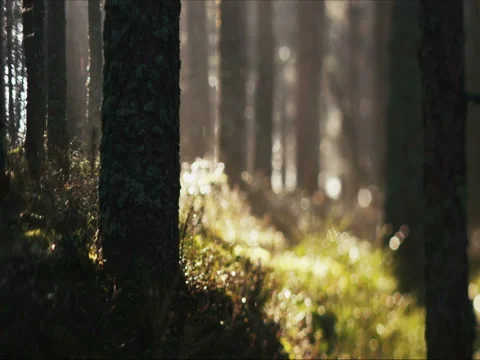 Sun beams pass through the trunks and brunches of trees. Stock Footage 69860360