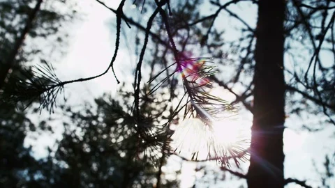 Sun beams pass through the trunks and brunches of trees in the early foggy morni Video stock 69860603