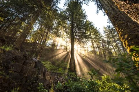 Sun beams Stock Photos