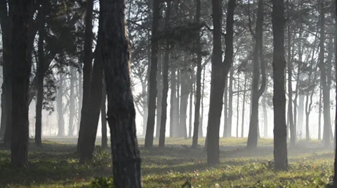 Sun beams pour through trees in foggy forest Stock Footage 33653833