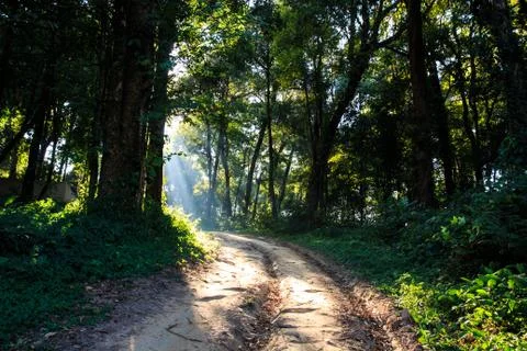 Sun beams pour through trees in foggy forest.. Stock Photos
