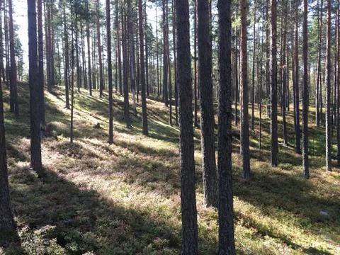 Sun beams pour through trees in summer forest Stock Photos