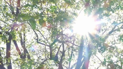 Sun beams seen through leaves and tree, summer Stock-Footage 89562267