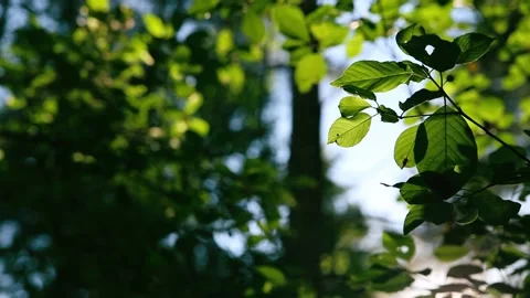 Sun beams shine through green leaves in the forest Stock Footage 156796128