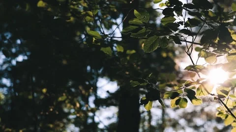 Sun beams shine through green leaves in the forest Stock Footage 156796141