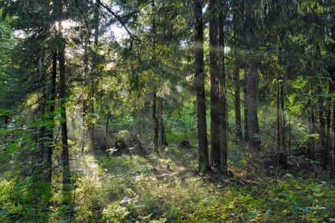 Sun beams shine through trees Foto stock