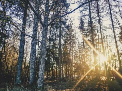 Sun Beams Shining Between Trees on a Autums Day - vintage look edit Stockfoto's
