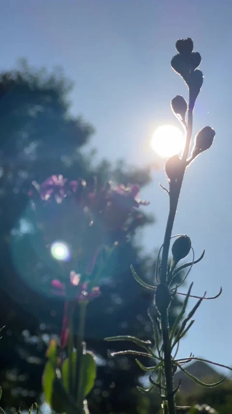 Sun beams shining through blooming flowers Stock Footage 196117871