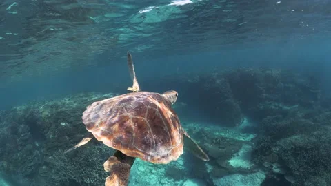 Sun beams shining through clear water flickering off the back of a turtles Stock Footage 163965206
