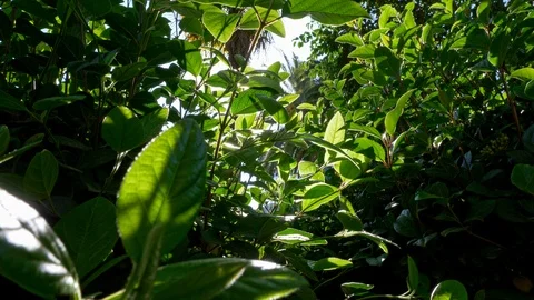 Sun beams shining through foliage of a green fresh bush during a bright sunny Stock-Footage 107414442