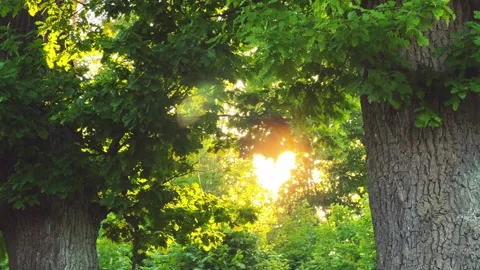 Sun Beams Shining Through Green Forest Trees with Lens Flare Effect Stock Footage 336802339