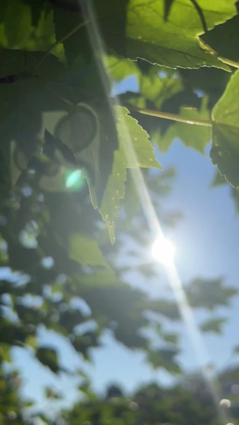 Sun beams shining through the leaves a tree Video stock 196117870