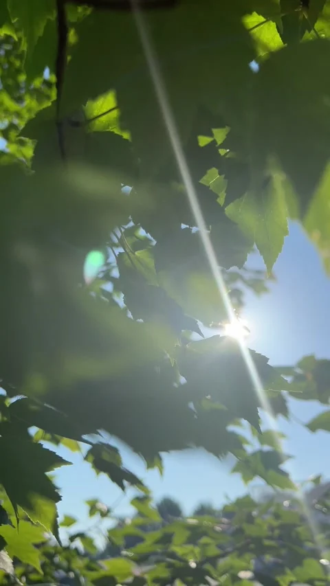 Sun beams shining through leaves of trees 스톡 동영상 196117872