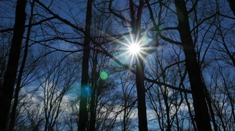 Sun Beams Silhouettes Tracking Through the Trees Hyperlapse Stock Footage 58894398