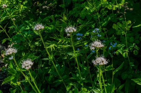 Sun beams stream through the foliage to highlight wildflowers Stock Photos