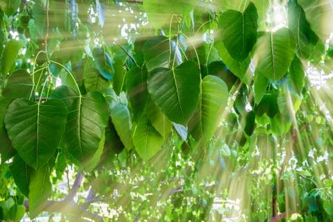 Sun beams through Banyan trees in the late morning. Bangkok, Thailand. Stock Photos