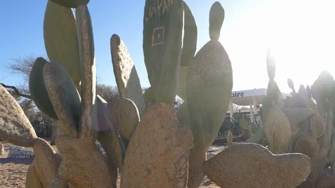 Sun beams through cactus in Solitaire, namibia, Africa in 4K Stock Footage 91194442