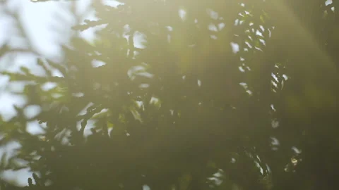 Sun beams through conifer tree, rays of light shine in spruce branches slow Stock Footage 96719423