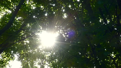Sun beams through the crowns of the trees. Stock Footage 89799015
