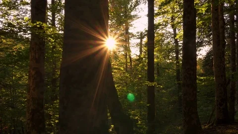Sun beams through the forest. Nature background Stock Footage 80661191