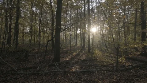 Sun beams through the large dense woodland forest, eerie, calm and Stock Footage 121872437