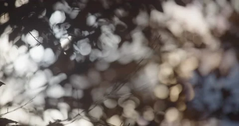 Sun beams through leaves Stock Footage 142255423