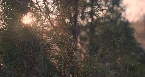Sun Beams Through Springtime Nature Stock Footage 126925645