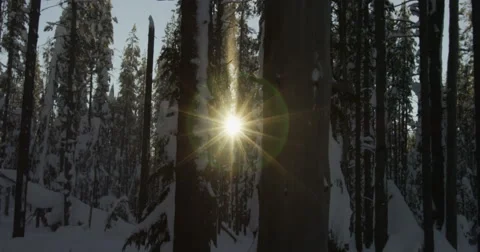 Sun beams through swaying snow forest trees, real time, red camera Stock-Footage 59677329