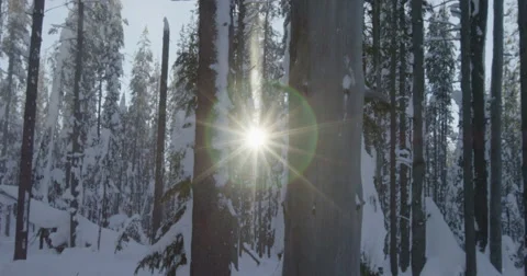 Sun beams through swaying snow forest trees, real time, red camera 스톡 동영상 59683770