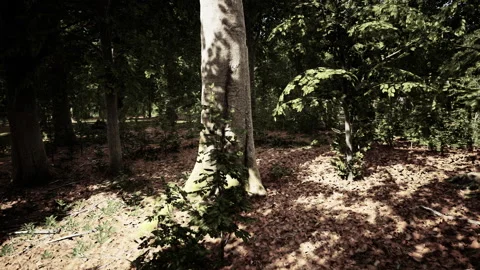 Sun beams through thick trees branches in dense green forest Stock Footage 232923351