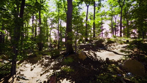 Sun beams through thick trees branches in dense green forest Video stock 235144233