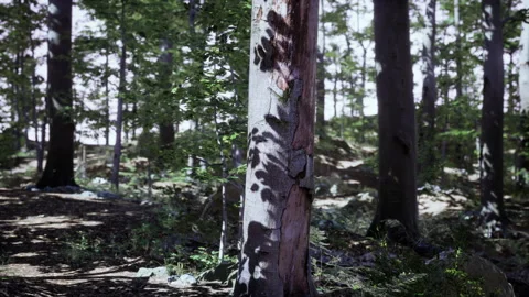 Sun beams through thick trees branches in dense green forest Stock Footage 252803776