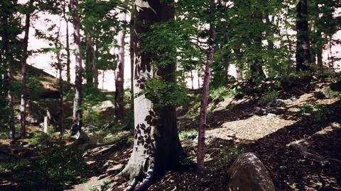 Sun beams through thick trees branches in dense green forest Ilustração Stock