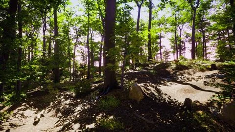 Sun beams through thick trees branches in dense green forest Stock Illustration
