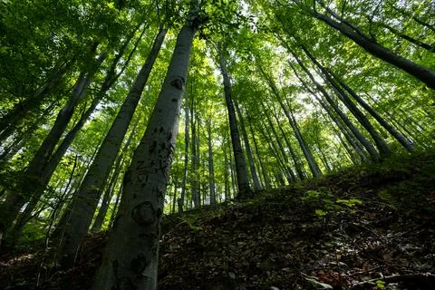 Sun beams through thick trees branches in dense green forest Stock Photos