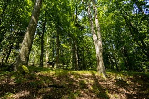 Sun beams through thick trees branches in dense green forest Stock Photos