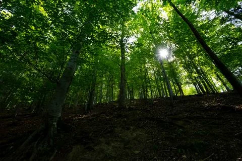 Sun beams through thick trees branches in dense green forest Stock Photos