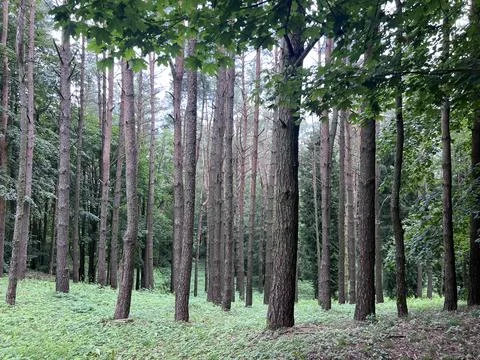 Sun beams through thick trees branches in dense green forest Stock Photos