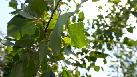 Sun beams through tree. Close-up of sun glare in the tree foliage. Stock Footage 91840063
