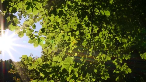 Sun beams through tree leaves Nature background Stock Footage 80661208
