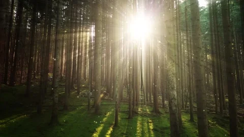 Sun beams through tree trunks with fireflies Stock Footage 320496559