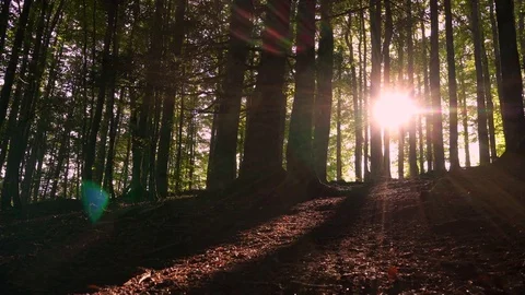 Sun beams through the trees with flares. Nature background Stock Footage 80661179