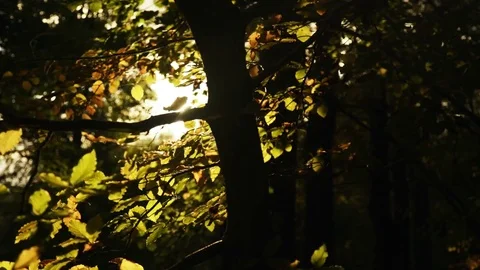 Sun beams through trees Stock Footage 82351657