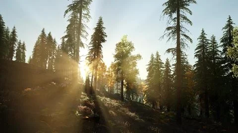Sun Beams through Trees Stock Illustration