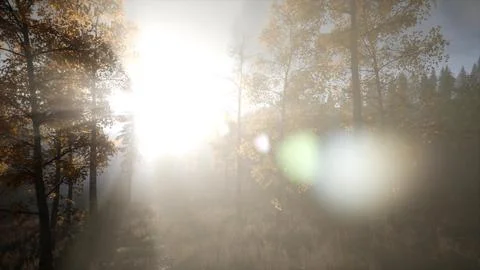 Sun Beams through Trees Stock Illustration
